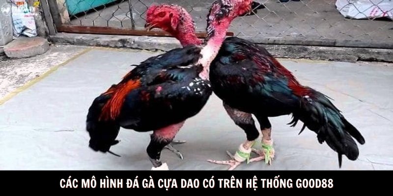 Các mô hình đá gà cựa dao có trên hệ thống Good88