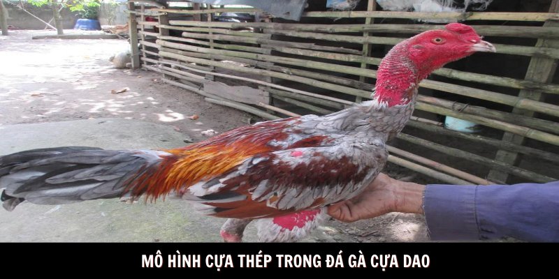 Mô hình cựa thép trong đá gà cựa dao